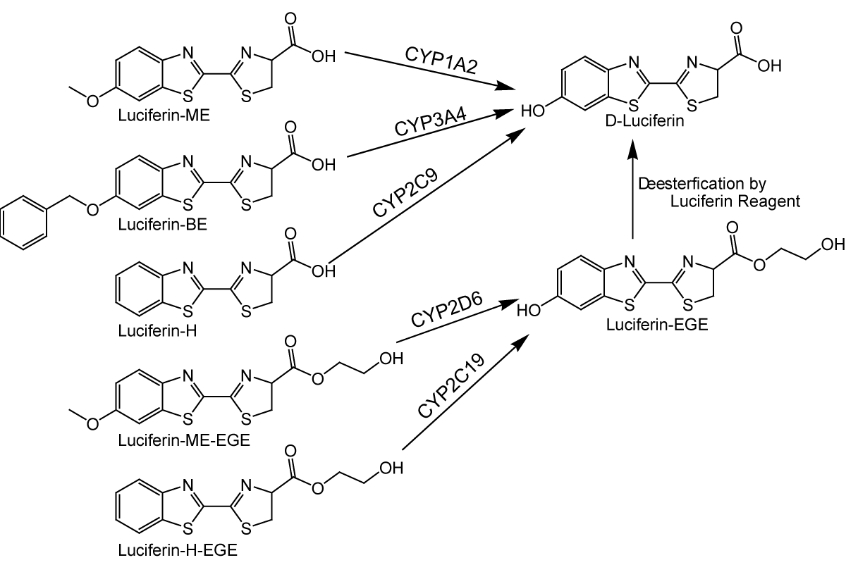 Fig. 1: P450-Glo luminogenic substrates converted by speciﬁc CYP isoenzymes to luciferin. (ME = methyl ether; BE = benzyl ether; EGE = ethylene glycol ether).