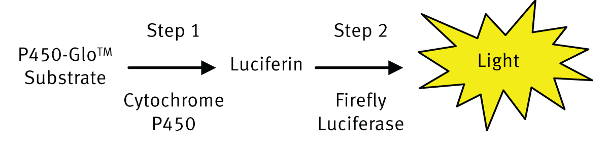 Fig. 2: P450-Glo luminescent assay steps.