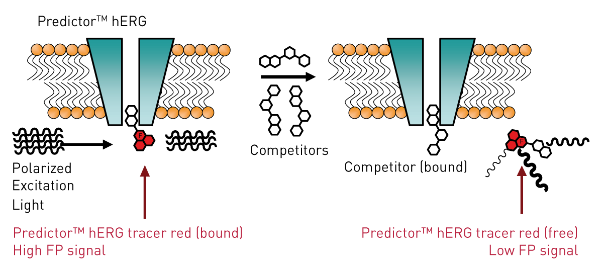 Fig. 1: Schematic of the Predictor hERG Fluorescence Polarization Assay.