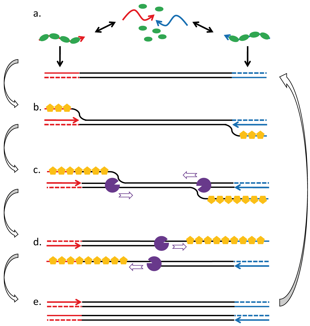 Fig. 1: RPA employs enzymes, known as recombinases (green), that are capable of interacting with amplification primers (red and blue arrows) and pairing them with homologous sequence in duplex DNA (indicated sections of black double line; a). Strand exchange and ‘D-loop’ formation is assisted by binding of single-strand DNA-binding protein (yellow) to the displaced strand (b). The 3’ ends of the oligonucleotides are extended by strand displacing polymerases (purple), thereby copying the displaced strand (c, d). Both, the original template and the copy are then targets for subsequent recombination/ extension events and an exponential amplification reaction is initiated (e). Using two gene-specific primers, the recombinase-driven RPA process ensures that DNA synthesis is directed only to defined target sites in a given template molecule.