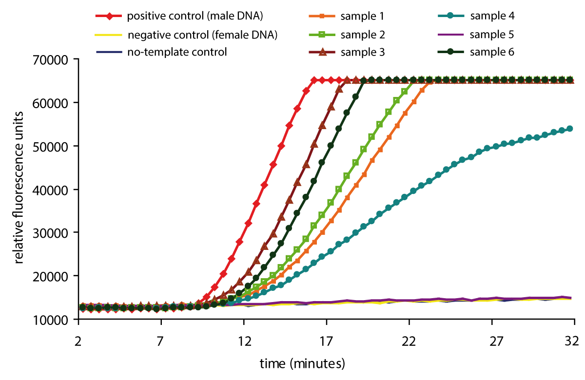 Fig. 2: A total of 3 controls and 6 samples were tested for the presence of the Y-chromosome target. The two negative controls and the sample derived from the buccal swap of a female individual (sample 5) did not produce a fluorescent signal above the baseline. The positive control and all swaps from 5 male probands generated a positive signal within 12 minutes of the start of the reaction. Note that the onset of amplification in positive control (300 copies of template DNA in the reaction, corresponding to 150 copies of the Y-chromosome) precedes the 5 test samples, indicating that the total amount of template in samples 1 to 5 is probably lower than 300 genomic copies.