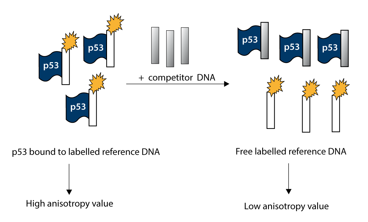 Fig. 1: Assay principle for anisotropy measurements.