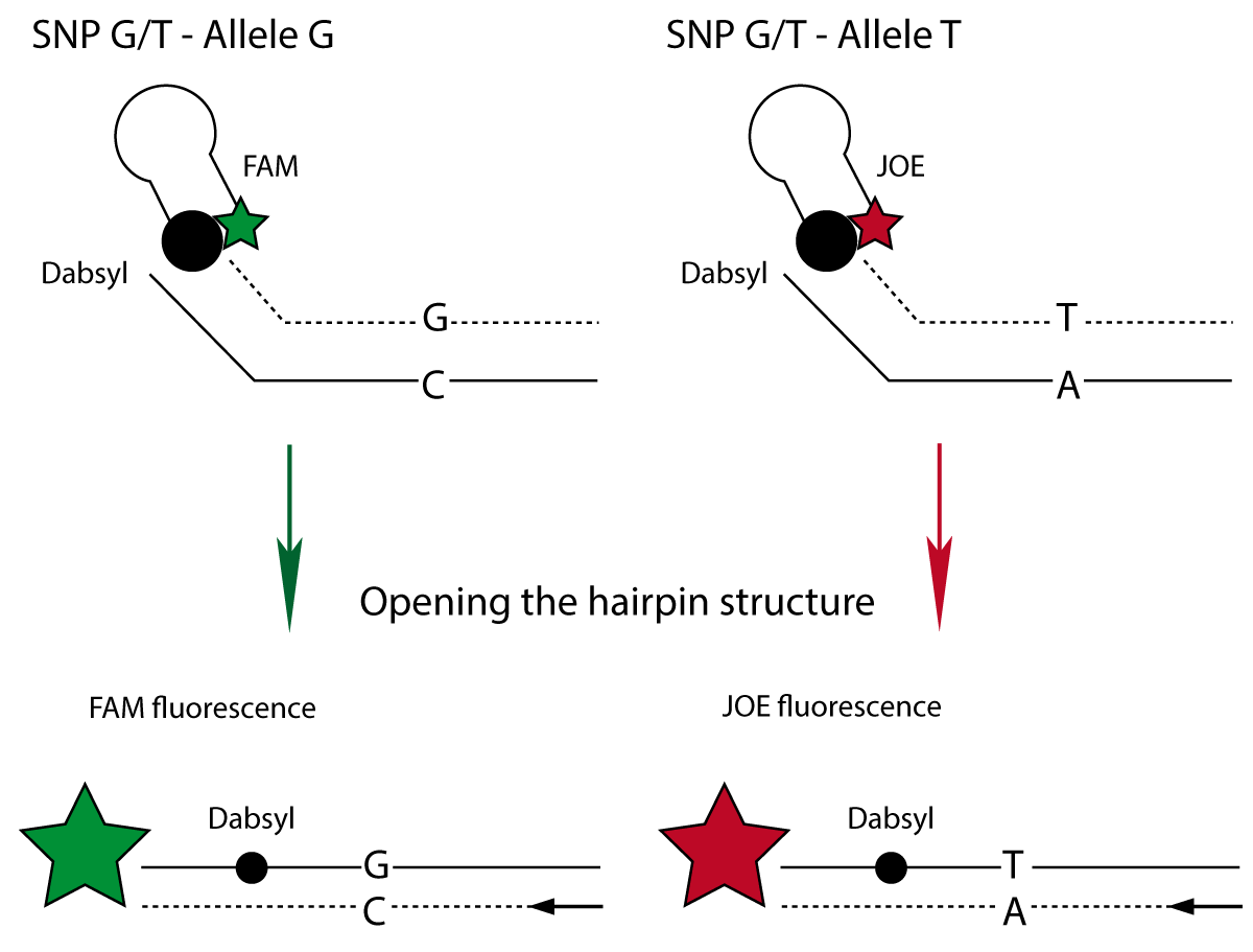 Fig. 1: Principle of the Amplifluor SNPs Genotyping System after addition of FAM and JOE coupled primers. Scheme is based on Millipores’ patented method.