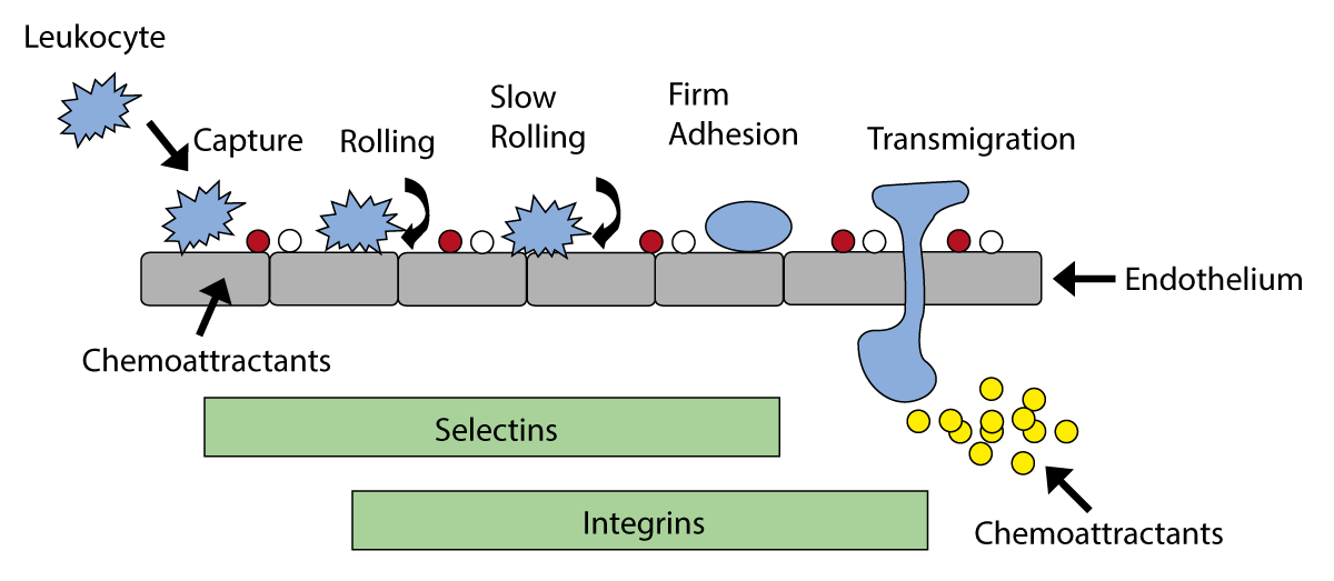 Fig. 1: Processes involved in leukocyte capture, adhesion and transmigration across the endothelium.