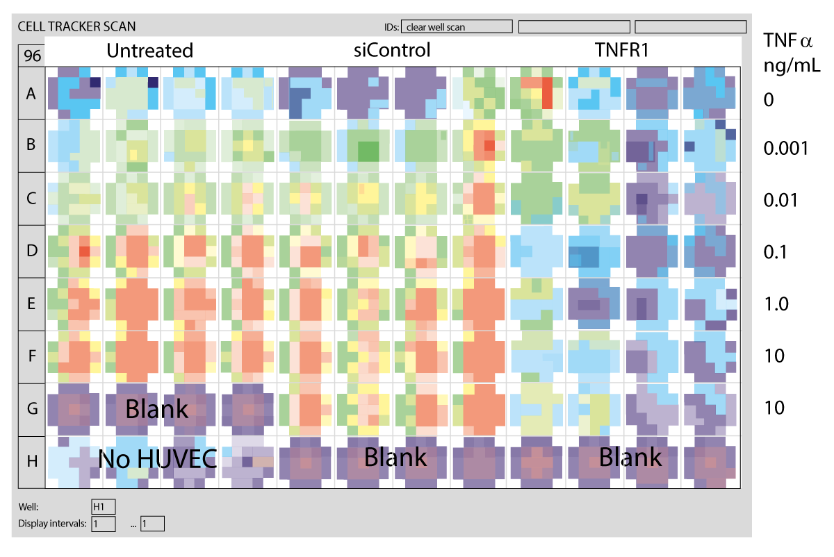 Fig. 4: Well scanning view of cell tracker green labelled HL60 adhesion to TNFa stimulated HUVEC. (Blank wells contain unlabelled HUVECs in media, the “no HUVEC” wells contain labelled HL60 to check adhesion to well surface).