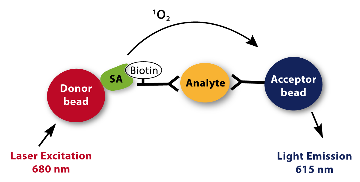 Fig. 1: Principle of the IgG (Analyte) AlphaLISA assay kit.