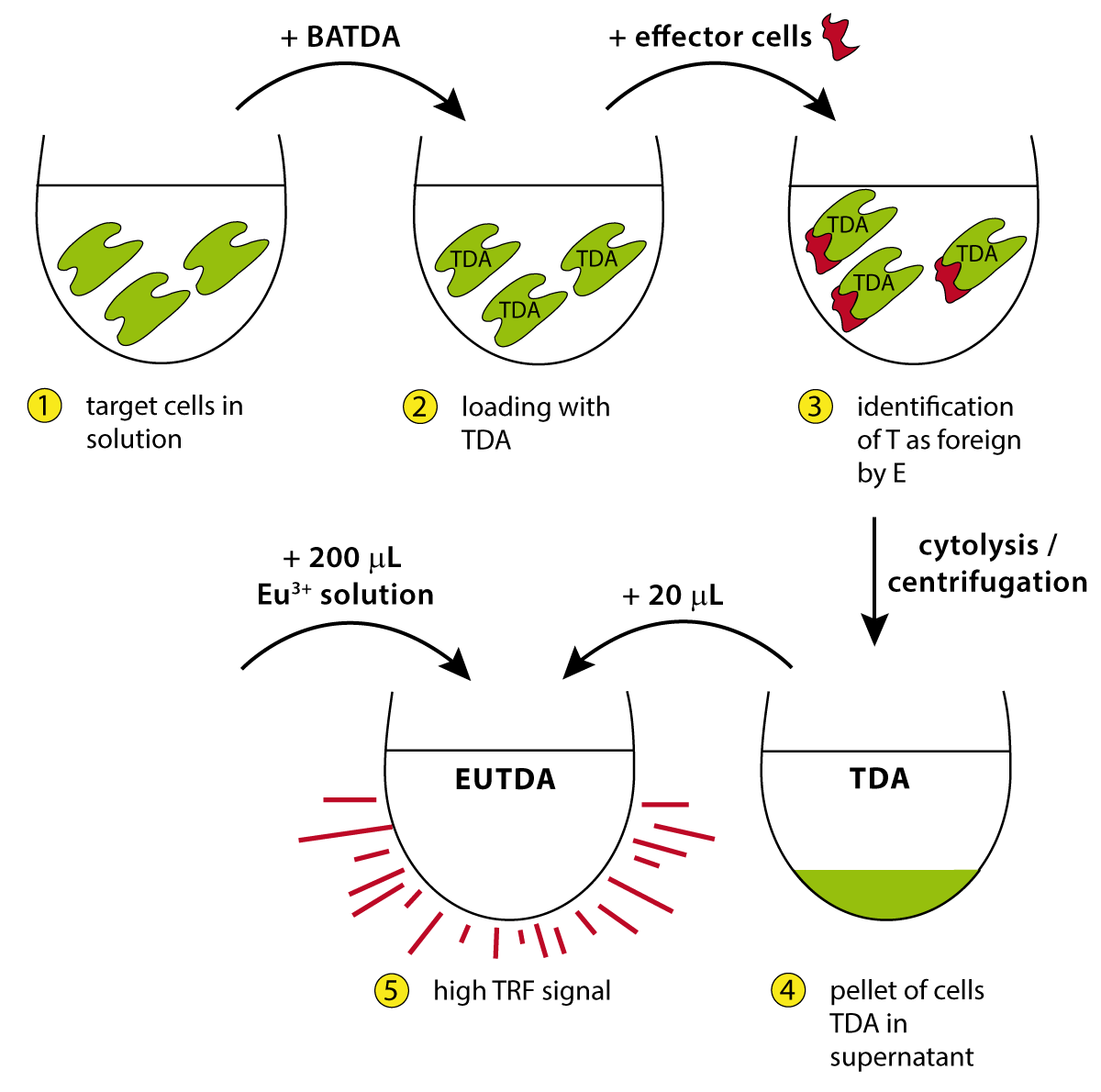 Fig. 1: Principle of the DELFIA cytotoxicity assay.