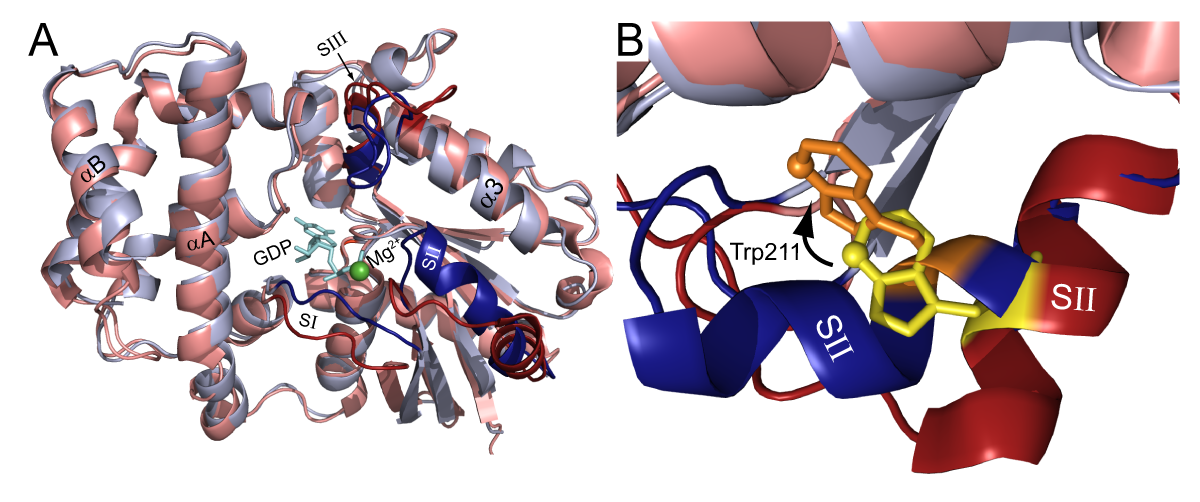 Fig. 1: A) Structural models of Gαi1 (an isoform of Gα) bound to GDP (red) and GDP · AlF4¯ (blue) (PDB ID: 1KJY and 2IK8, respectively). The switch regions SI, SII, and SIII are in dark red and blue. (B) Close-up view of intrinsically-fluorescent Trp211 located in the switch II region in inactive (yellow) and activated (orange) Gαi1.