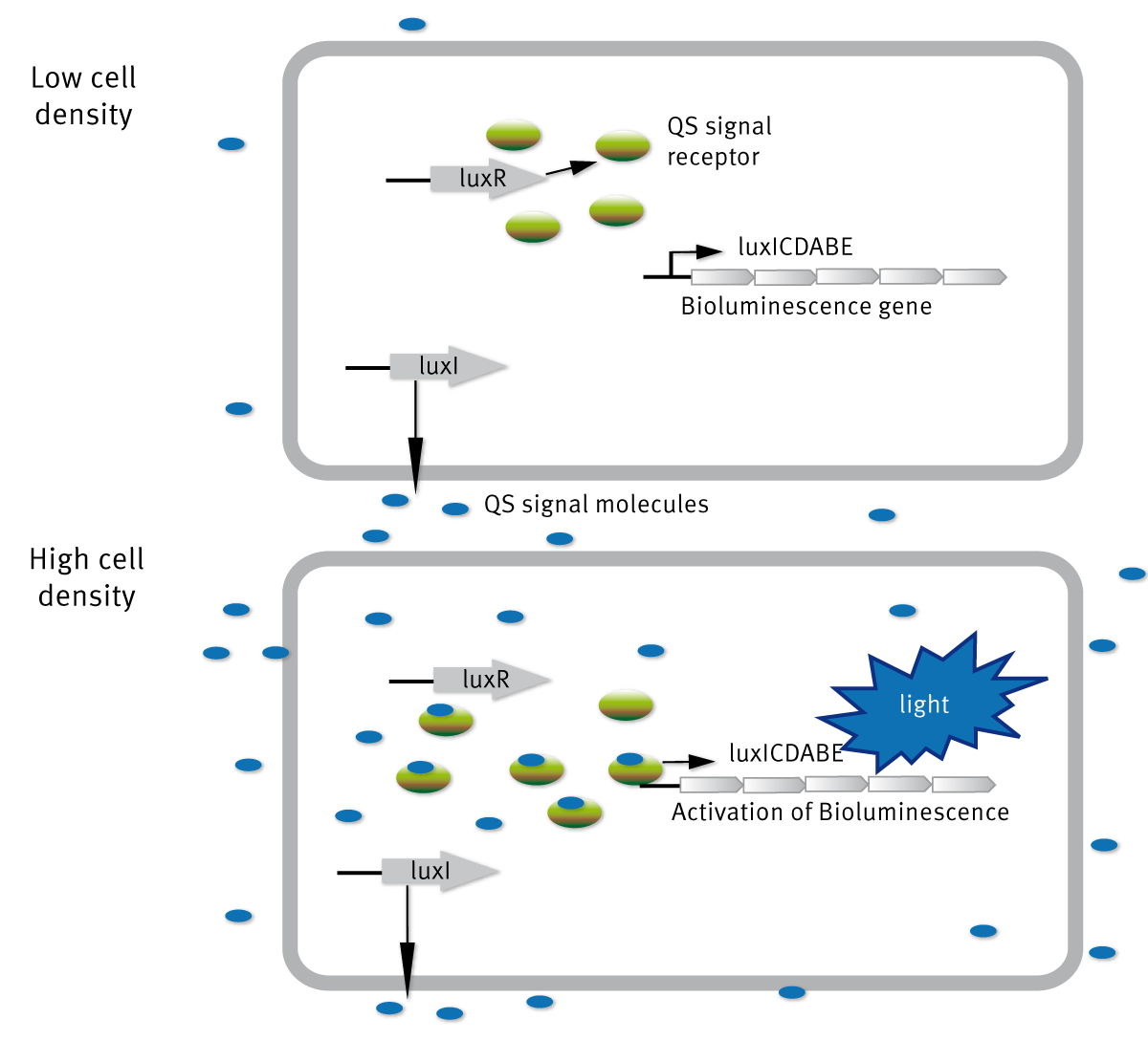 Fig. 1: The HSL-dependent LuxI/LuxR regulatory system of V. fischeri.