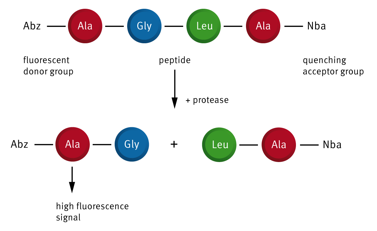 Fig. 1: Assay principle for the determination of LasB activity.