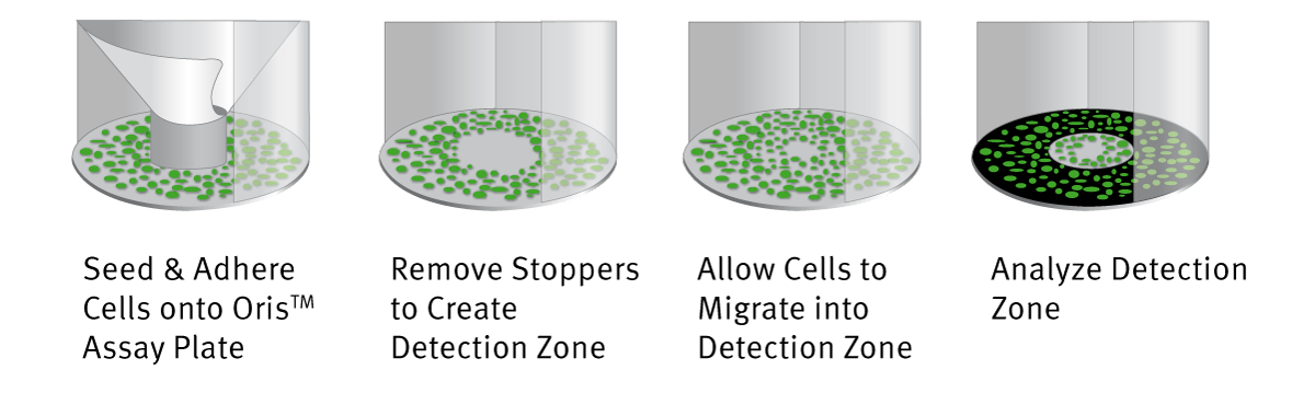 Fig. 1: Oris Cell Migration Assay system for Platypus Technologies.