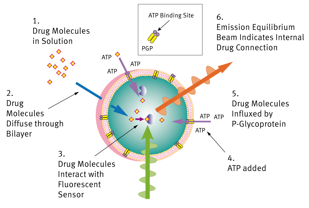 Fig. 1: Principle of the Fluorosome-trans-pgp Assay.