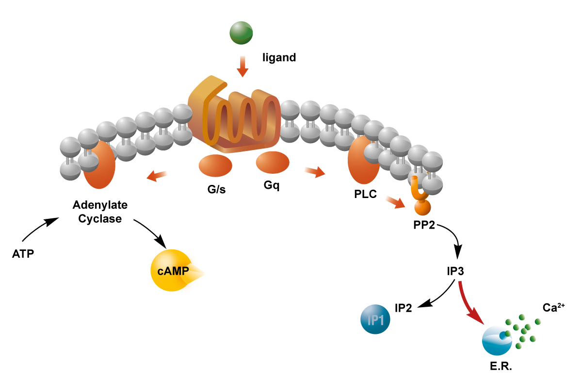 Fig. 1: The HTplex Assay from Cisbio measures GPCR activation via two second messenger responses, cAMP and IP1, in one experiment.