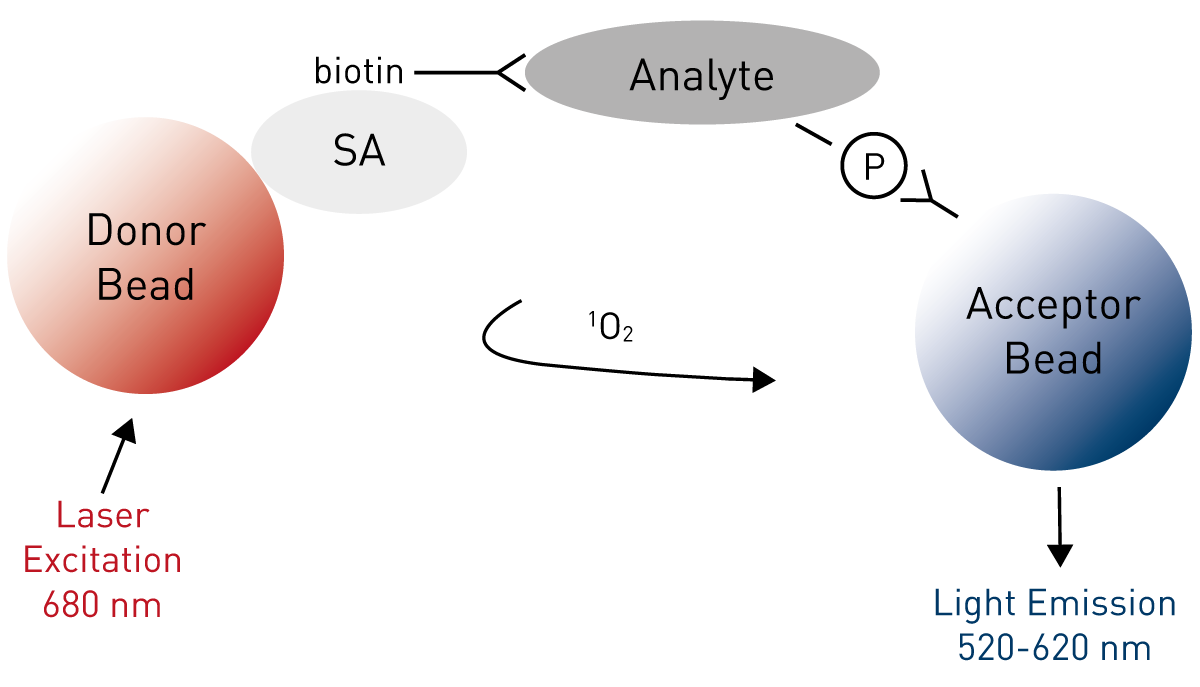 Fig. 1: Assay Principle of the AlphaScreen SureFire Phospho-ERK1/2 assay.