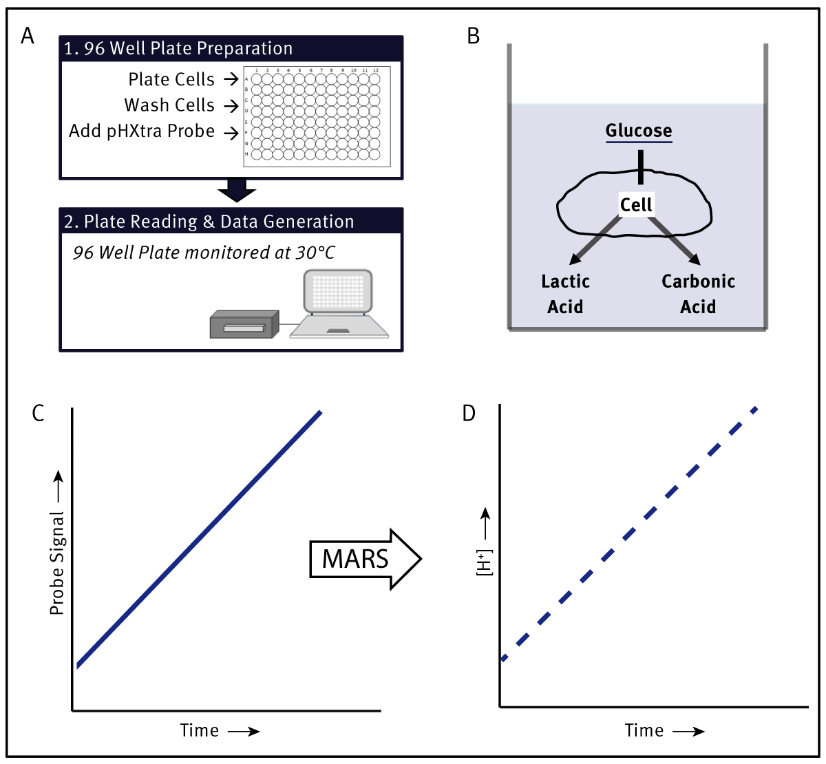 Fig. 1: Summary of pH-Xtra Assay showing a general schematic of assay preparation (A). Cellular metabolic processes (B) cause an acidiﬁcation of the media resulting in an increase in probe signal (C). If necessary, this signal can be conveniently converted into a H+ scale using a MARS template (D).