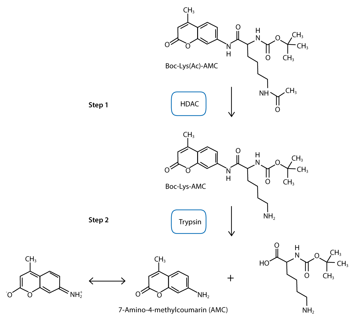 Fig. 1: Assay principle for HDAC activity evaluation.