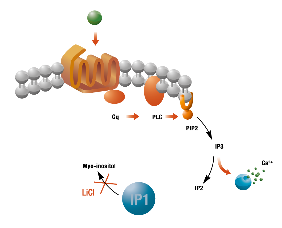Fig. 1: Biosynthesis of IP1.
