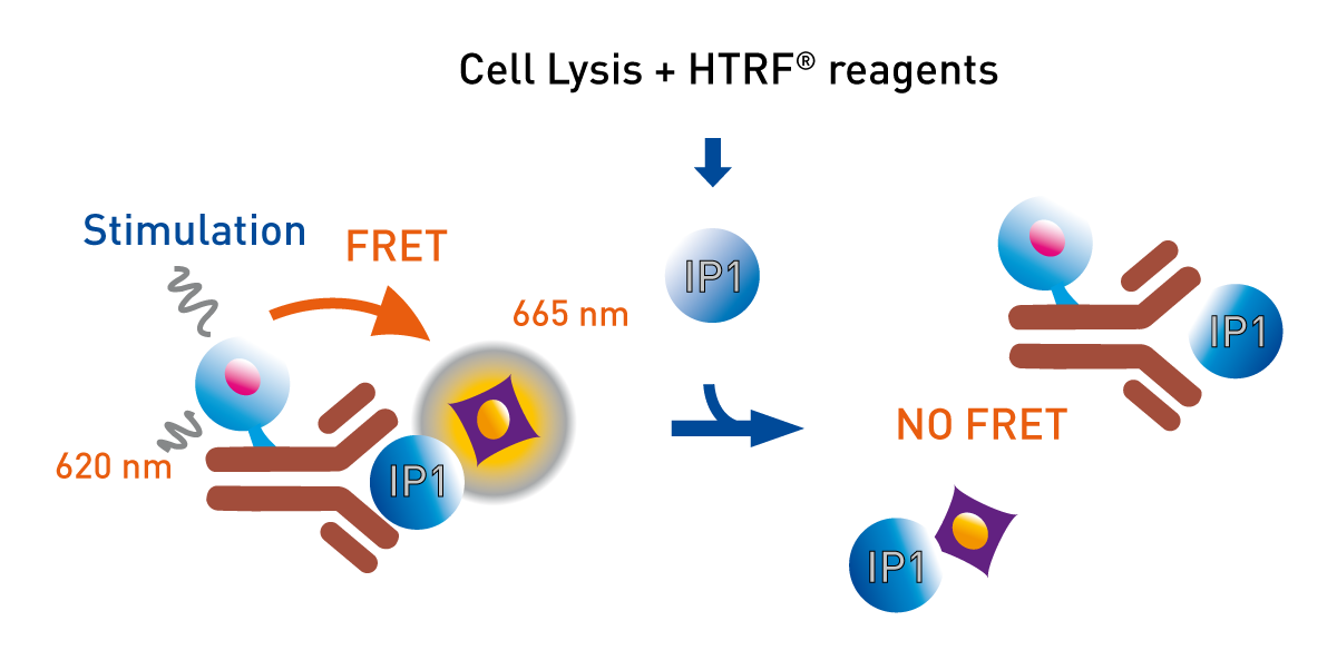 Fig. 2: IP-One HTRF Assay Principle.