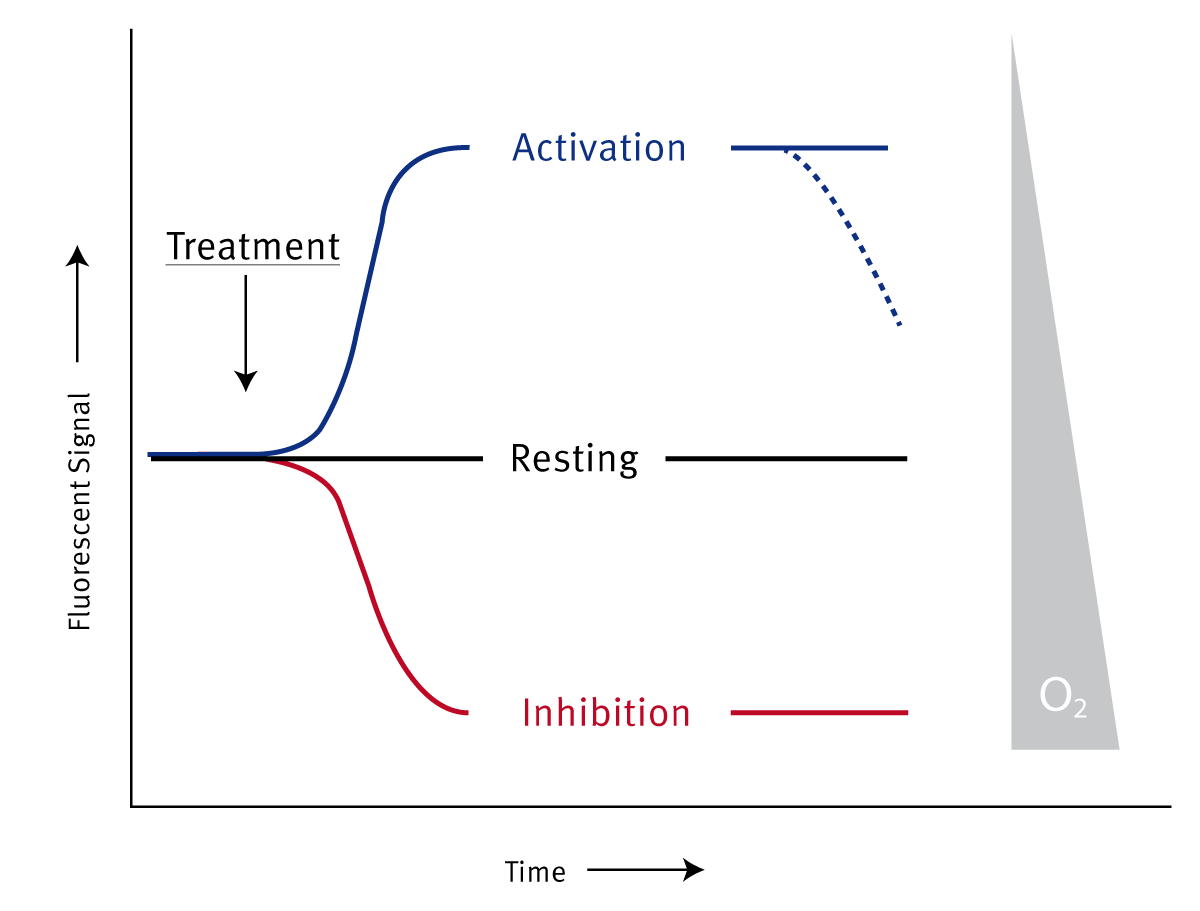 Fig. 2: Diagrammatic representation of MitoXpress Intra probe proﬁles in response to drug treatment.