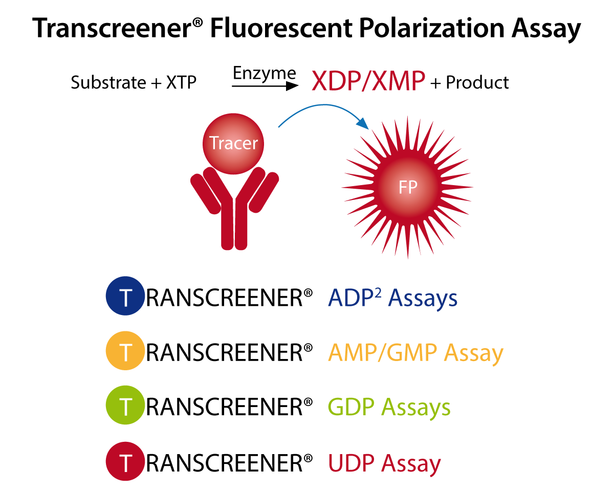 Fig. 1: Transcreener Fluorescent polarization assays are competitive immunoassays that use a far red tracer bound to aselective antibody for ADP, UDP, GDP and AMP. The tracer is displaced by the above mentioned nucleotide products generated during enzyme reactions. The displaced tracer freely rotates leading to a decrease in fluorescence polarization, relative to the bound tracer.
