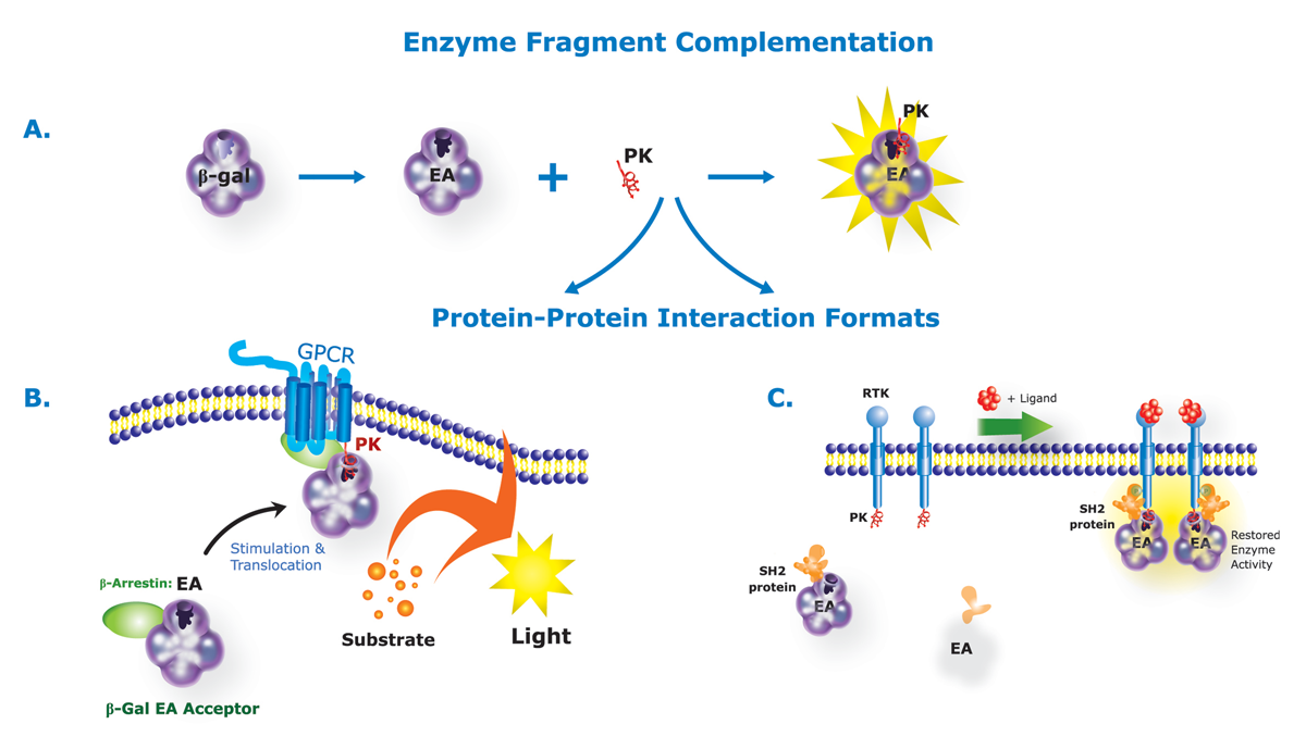 Fig. 1: PathHunter assay principle.