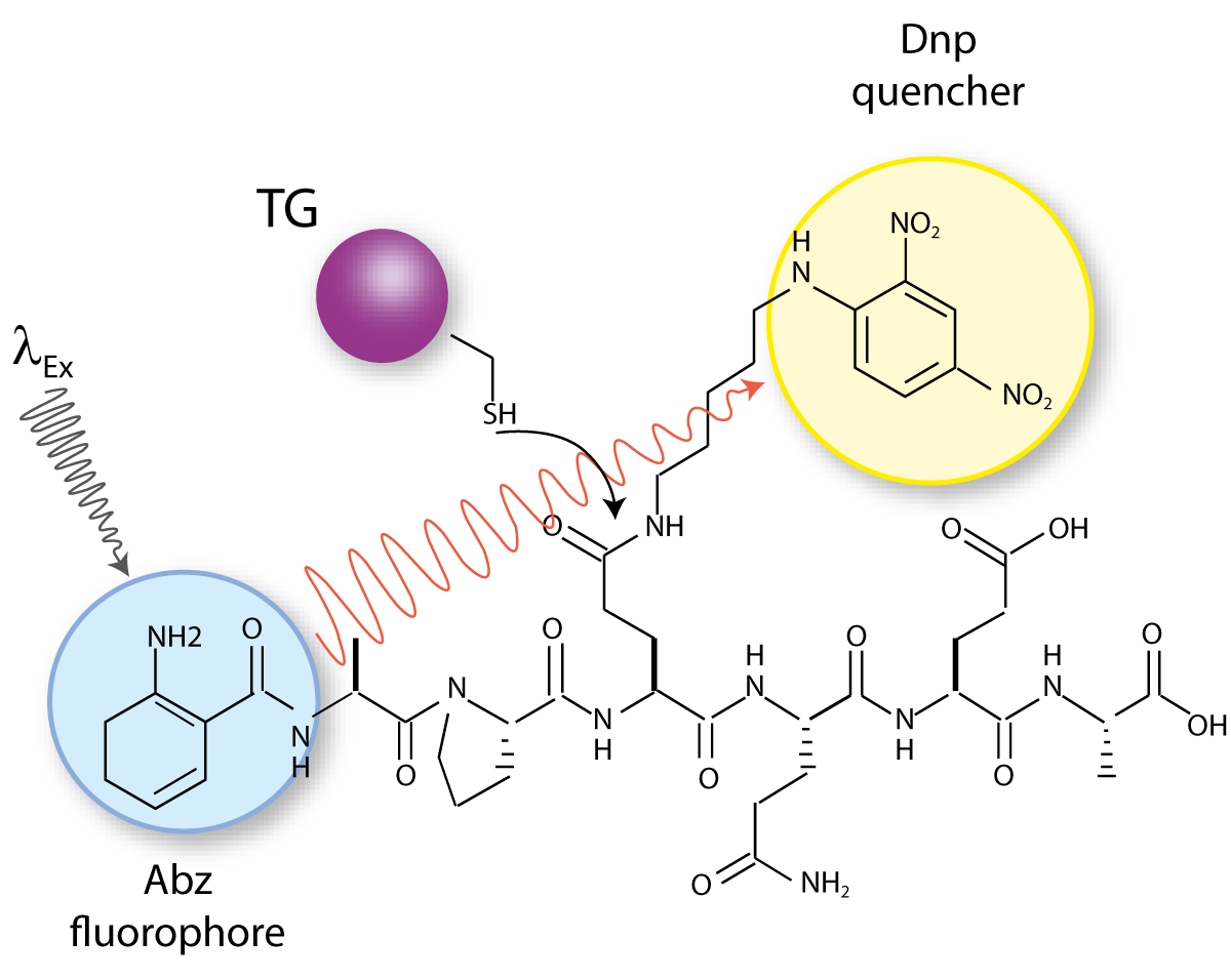 Fig. 1: Structure of quenched substrate Abz-APE(g-cad-Dnp) QEA whereby 2-aminobenzoyl (Abz) and 2,4-dinitrophenyl (Dnp) are fluorescent donor and quenching acceptor group, respectively.