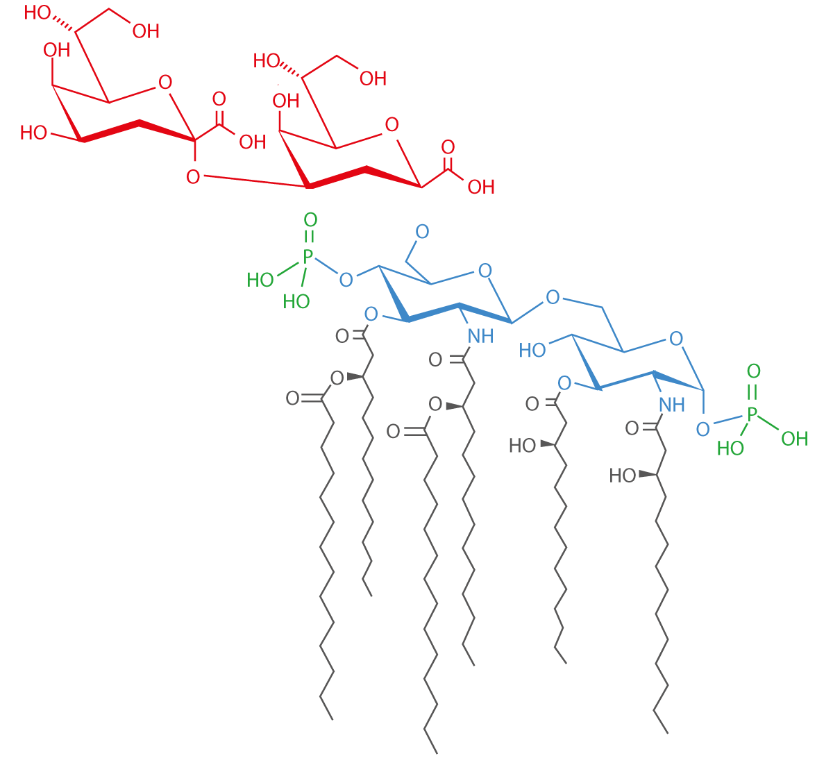 Fig. 1: Structure of the (3-deoxy-D-manno-octulosonic acid)2 Lipid A endotoxin from E. coli K-12. This ﬁgure is licensed under the Creative Commons Attribution-Share Alike 3.0 Unported licenses and was adapted from: http://www.jlr.org/content/47/5/1097.full.
