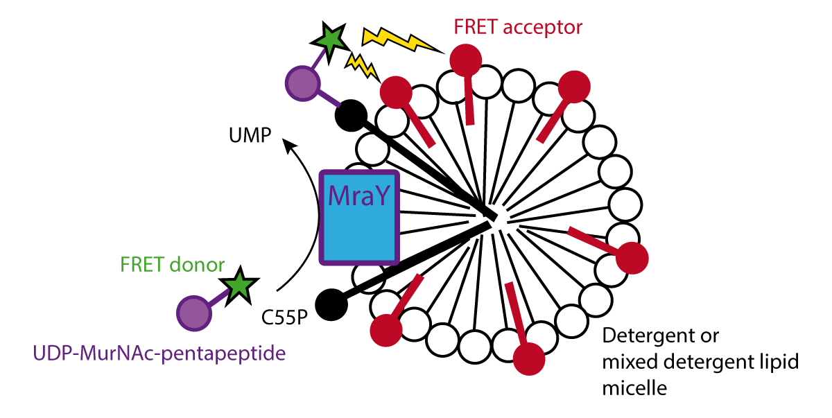 Fig. 1: Schematic of FRET assay for MraY activity. Micelles containing MraY from E. coli membranes (blue) and C55P (black) are mixed with UNAM-pp (purple) labelled with FRET donor (green). MraY transfers UNAM-pp to C55P bringing the FRET donor into close proximity with the FRET acceptor (red).