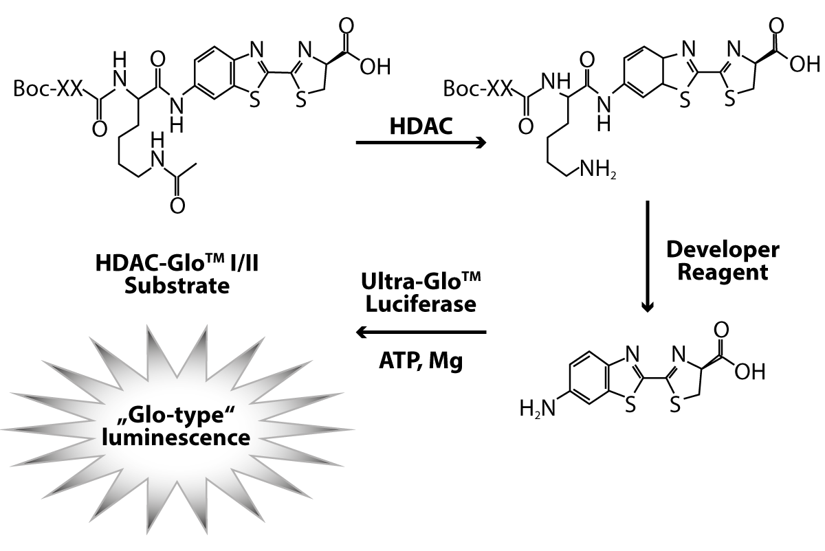 Fig. 1: Assay Principle for the HDAC-Glo I/II assay from Promega.