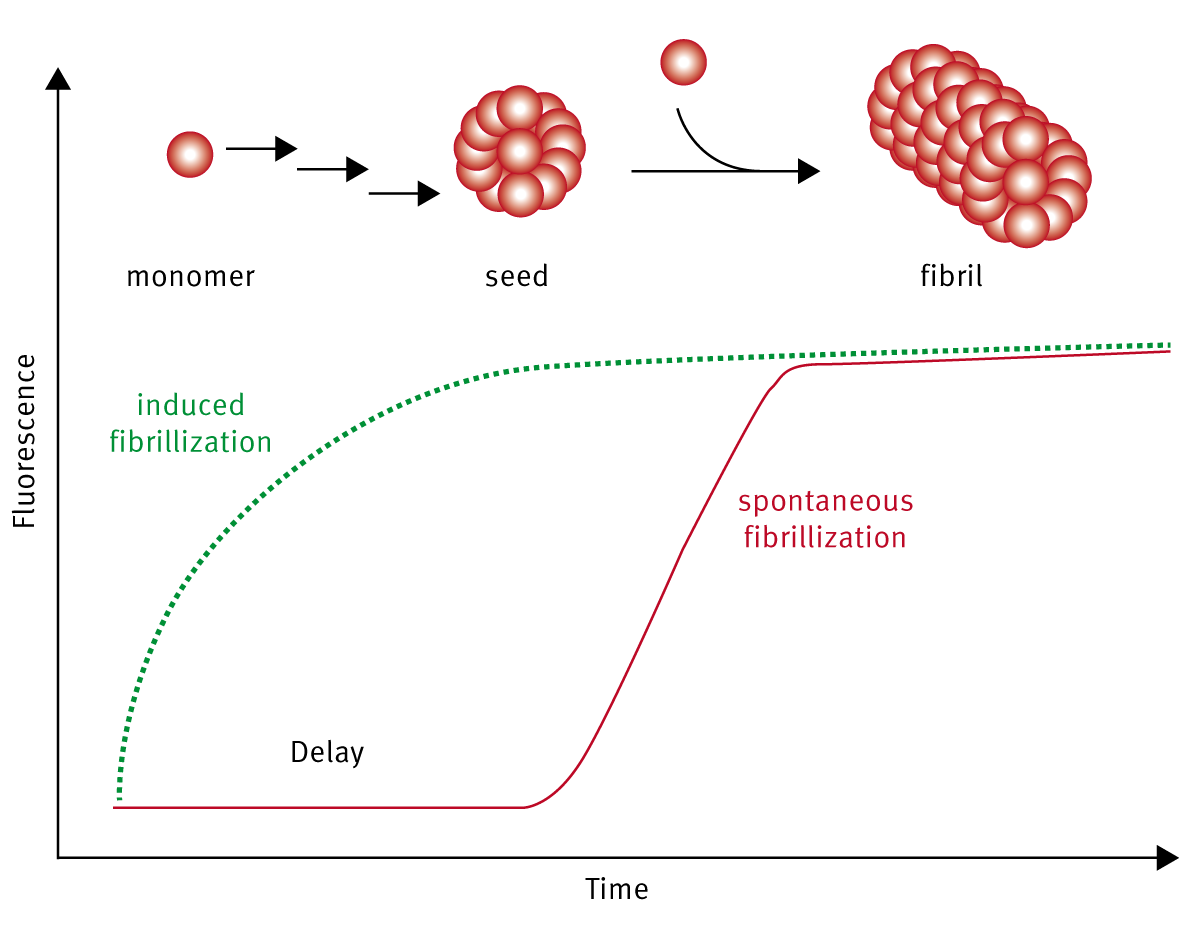 Fig. 1: Fibrillization process followed over time.