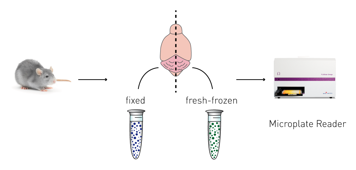 Fig. 2: Method to obtain comparable fixed and fresh-frozen brain samples from either APP23 mice or wild type mice.