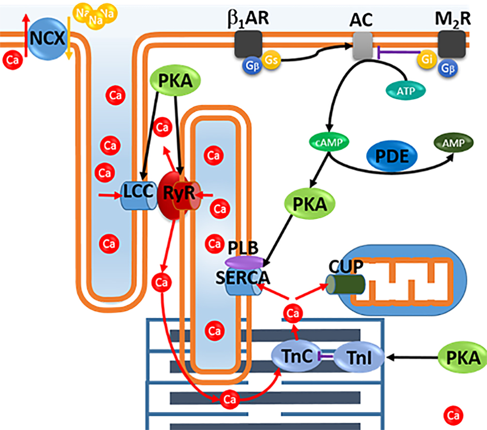 Fig. 2: EC-coupling & regulation. LCC: L-type Ca channel, RyR: Ryanodine receptor NCX: Na-Ca exchanger, PDE: Phosphodiesterase III, PKA: Protein kinase A, TnC/I: Troponin C/I, SERCA: SR Ca pump, PLP: Phospholamban, b1AR: beta adrenergic receptor, AC: Adenylyl cyclase, M2R: M2 Receptor, CUP Ca uniporter.