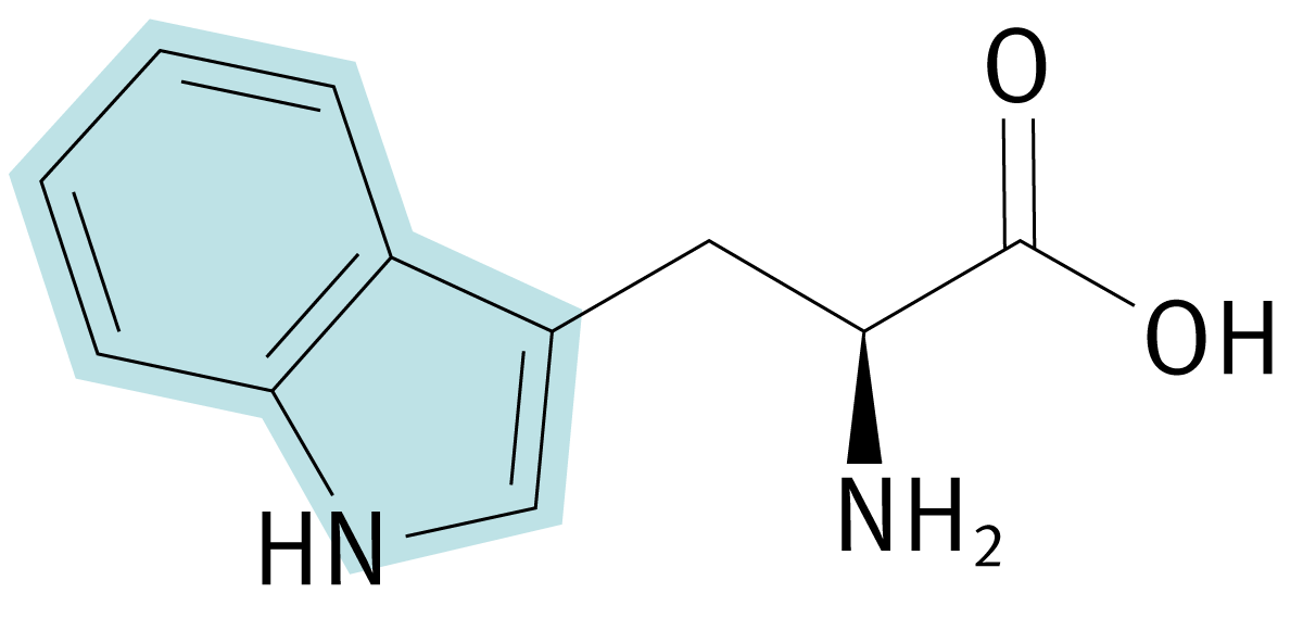 Fig. 2: Structural formula of L-tryptophan. The blue marked part shows the aromatic residue.