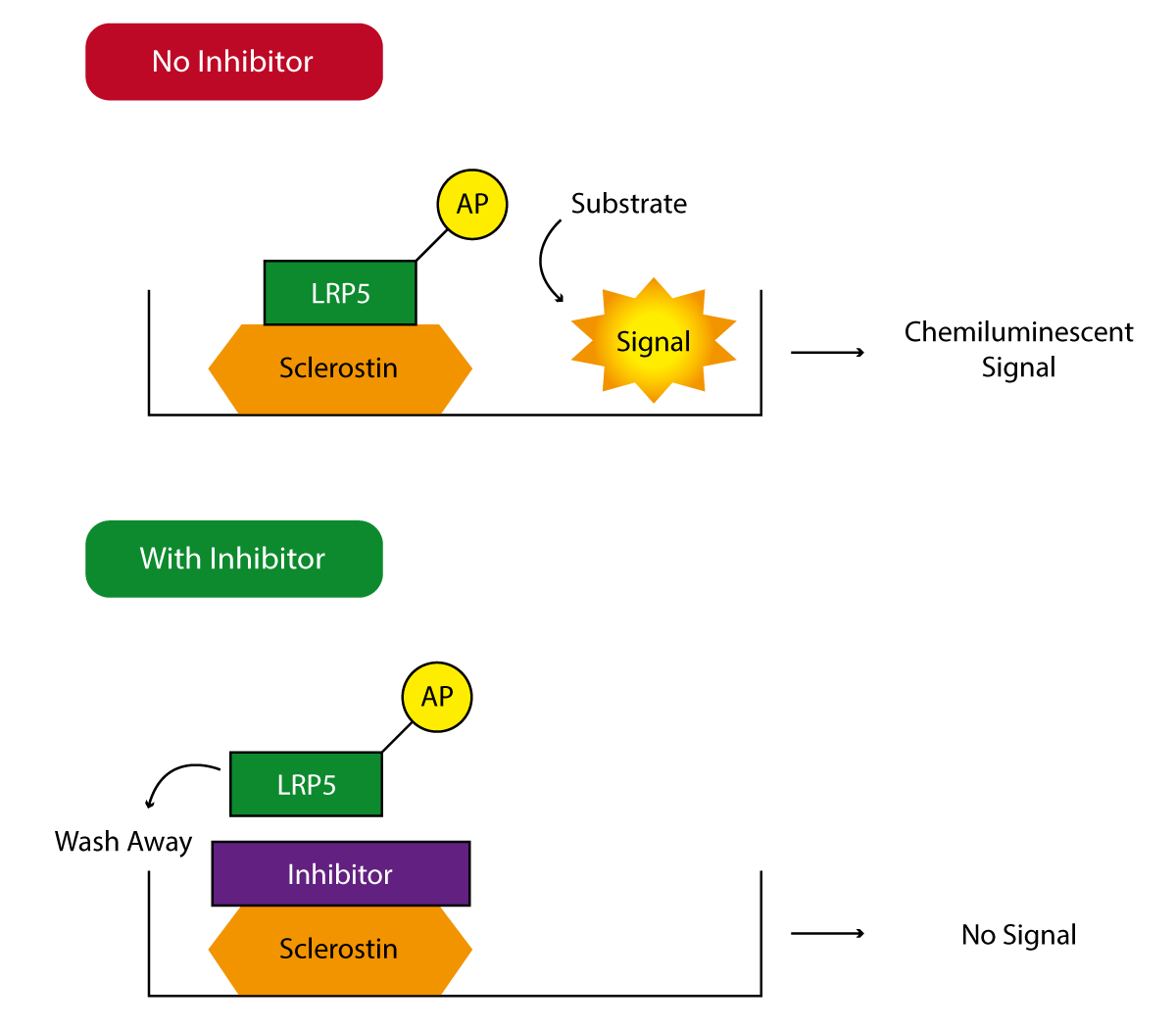 Fig. 1: Sclerostin-LRP System Assay Principle. In the absence of binding inhibitors LRP5-AP binds to the Sclerostin with which the 96-well plate is coated. Therefore a chemiluminescent signal is produced upon activation of the enzyme. In contrast, the presence of inhibitors leads to decreased LRP5-AP binding which is washed away. As a result no enzyme activity is detected.