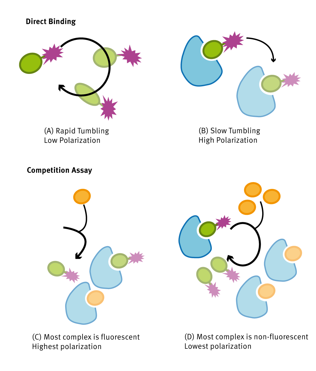 Fig. 1: Assay principle for monitoring protein-ligand interaction using ﬂuorescence polarization.