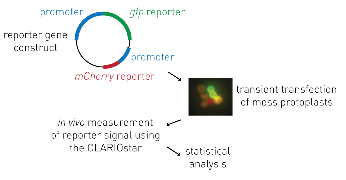 Fig. 1: Standard procedure for validation of new promotors.