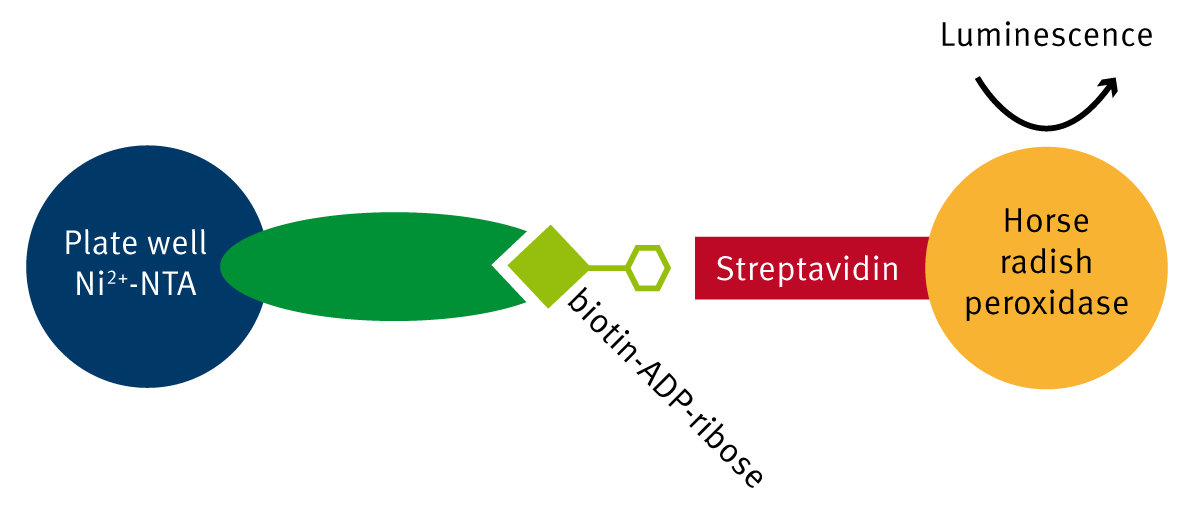 Fig. 1: PARP chemiluminescent assay principle.