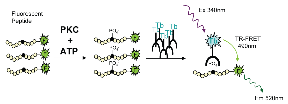 Fig. 1: LanthaScreen™ TR-FRET assay principle for a tyrosine kinase (TK) assay.