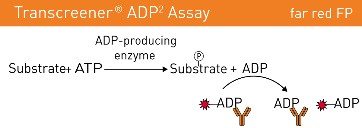 Fig. 1: Transcreener ADP2 Assay Principle for Kinases.
