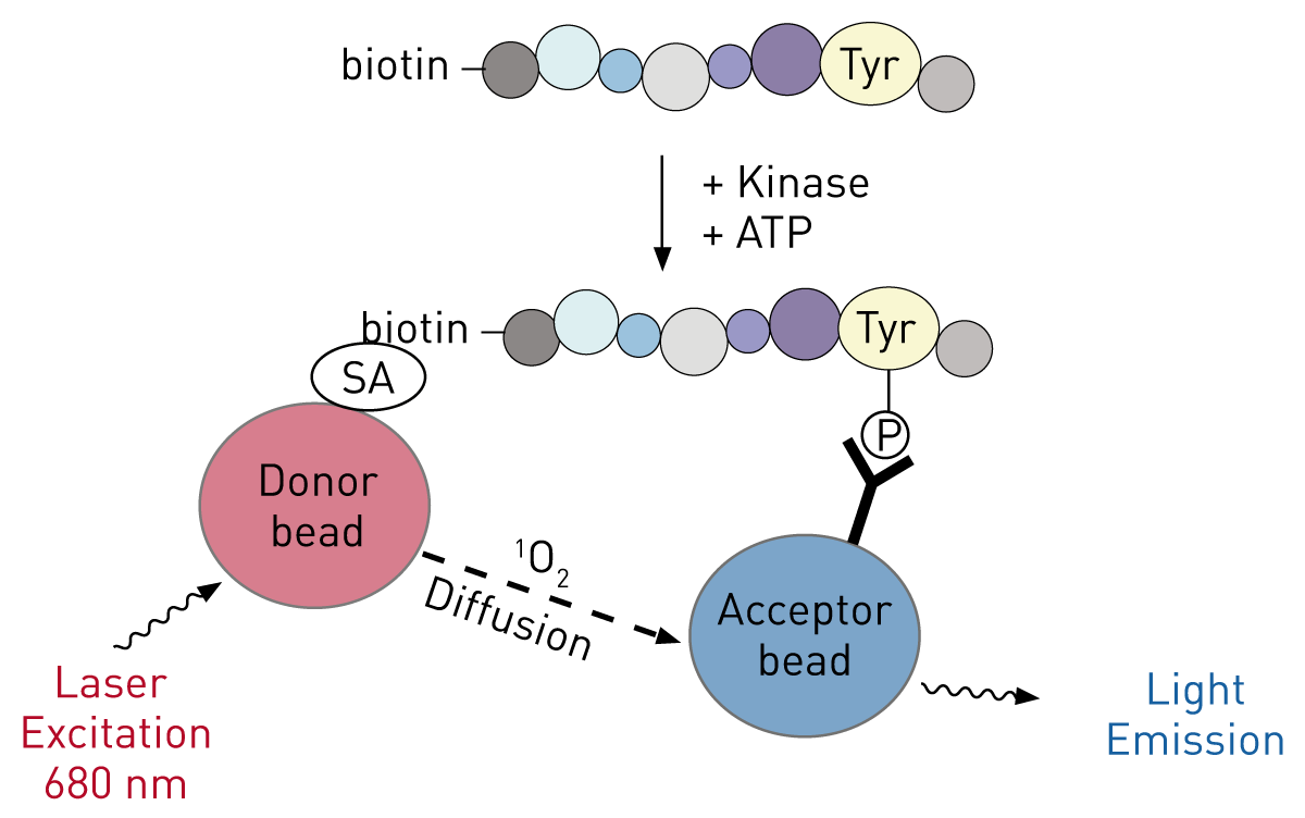 Fig. 1: Principle for an AlphaSreen tyrosine kinase assay.