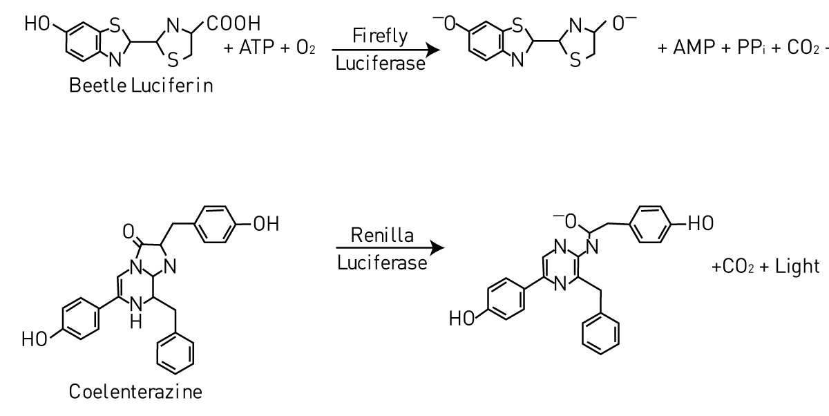 Fig. 1: Bioluminescent reactions of Fireﬂy and Renilla.