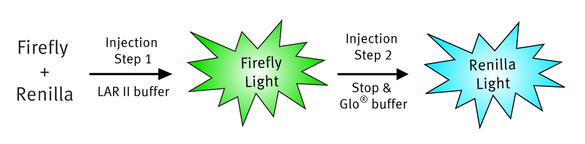 Fig. 2: Dual Luciferase Reaction - Luciferase Assay Reagant II (LAR II) is injected in the ﬁrst step and the Fireﬂy reaction is started. Stop and Glo buffer is injected in the second step, which quenches the Fireﬂy reaction and initiates the Renilla reaction.