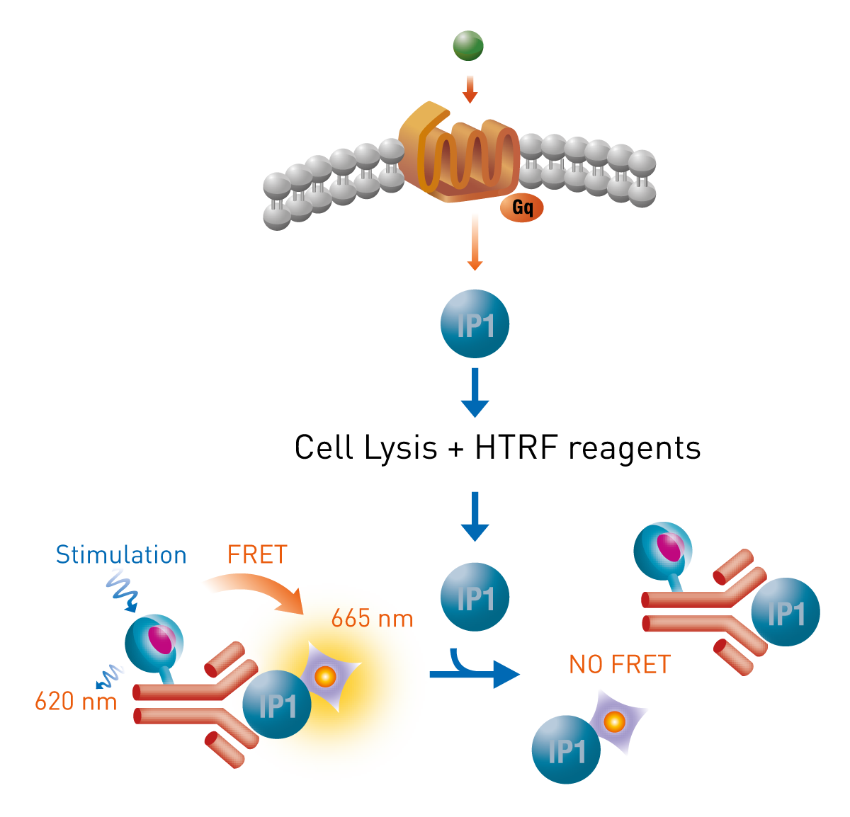 Fig. 1: Cisbio IP-One HTRF assay.