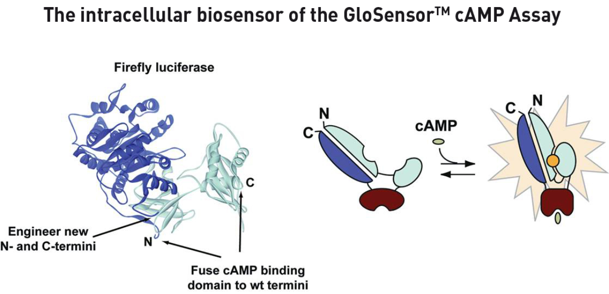 Fig. 1: Mechanism of the GloSensor™ reaction.