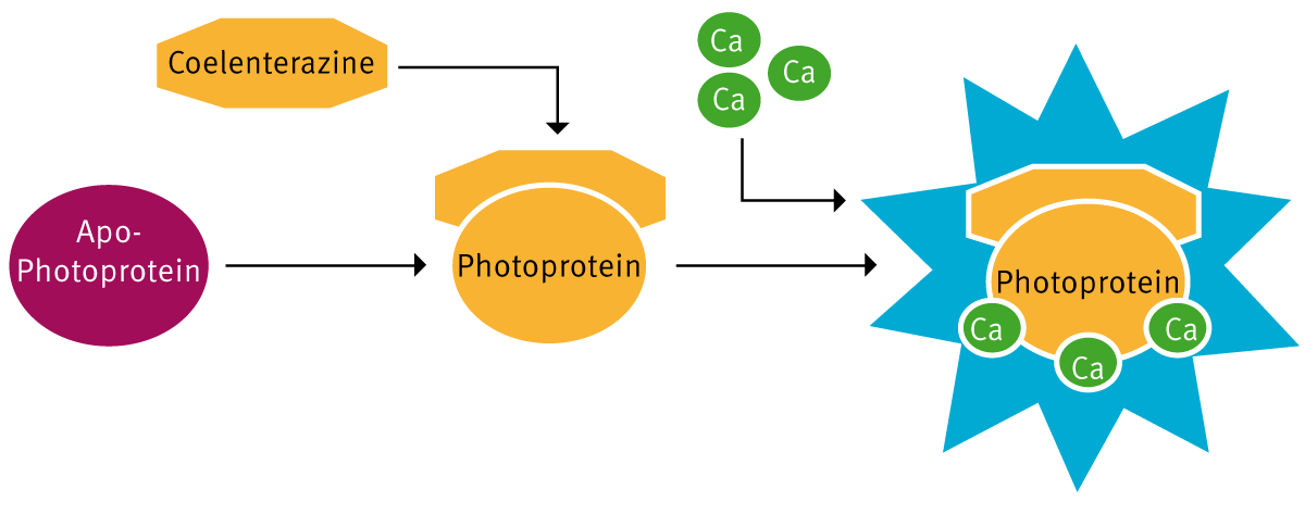Fig. 2: Mechanism of the i-Photina reaction.