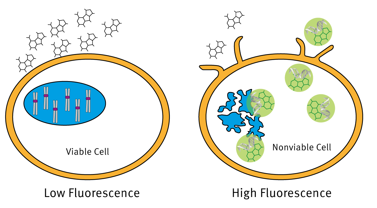 Fig. 2: The CellTox™ Green Cytotoxicity Assay Principle.