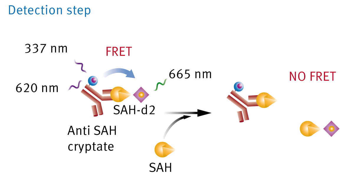 Fig. 1: Epigeneous Methyltransferase Assay Kit (Detection Step). If there is no SAH converted from SAM during the enzymatic reaction Anti-SAH will bind to SAH-d2 leading to a large HTRF signal. If SAH is present in the well after the enzymatic reaction is ﬁnished, SAH will compete with SAH-d2 on the binding sites of the antibody leading to a decrease in TR-FRET signal.