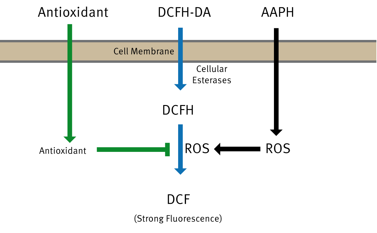 Fig. 1: Principle of the OxiSelect Cellular Antioxidant Assay.