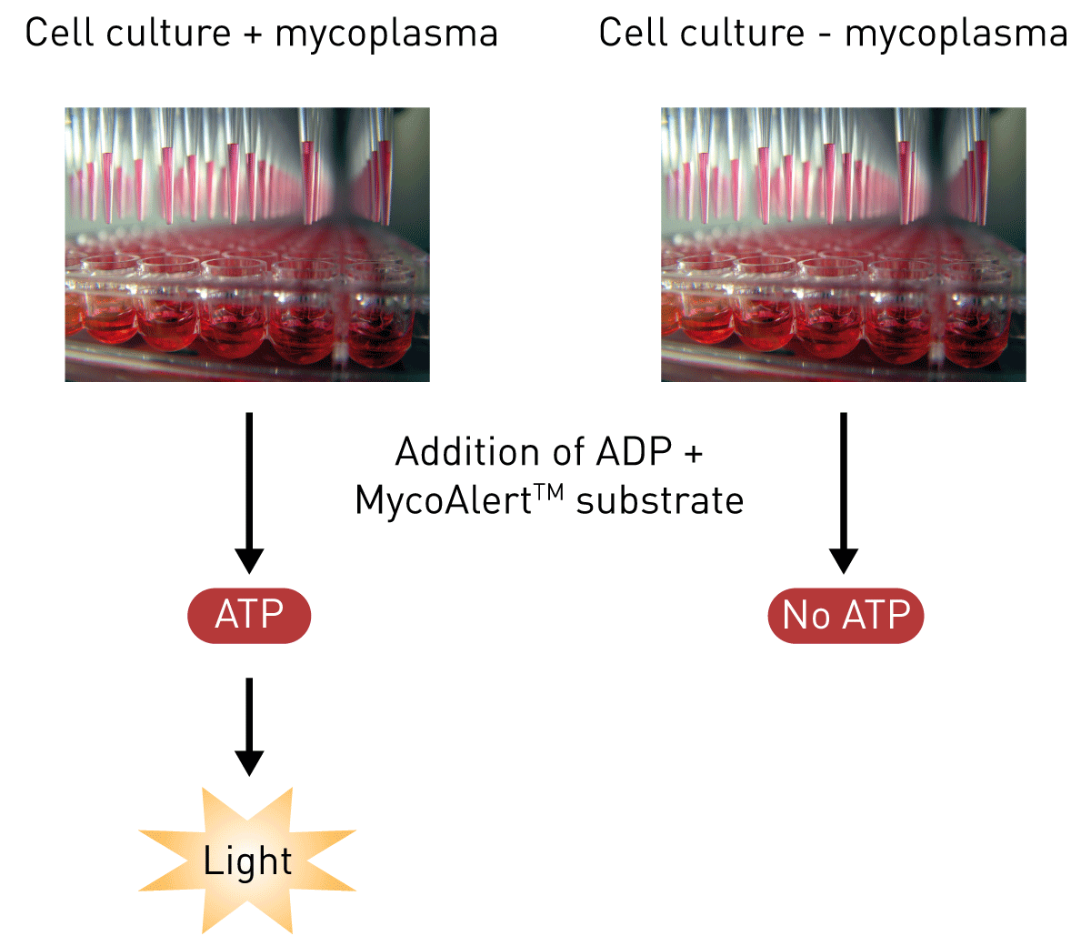Fig. 1: The MycoAlert Assay employs a selective substrate and detects the ATP produced by mycoplasmal enzymes.