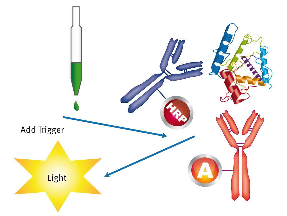 Fig. 1: Representative SPARCL Assay. Speciﬁc antibody/antigen interactions bring acridan and HRP into close proximity. The HO2 based trigger solution, which is added subsequently, interacts with acridan (A) and HRP causing a ﬂash of light.